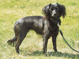 犬を家族に迎える前に